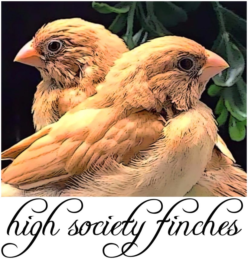 where do society finches come from